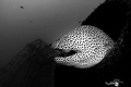   MURENE LEOPARD Gymnothorax favagineus Mauritius 2023  